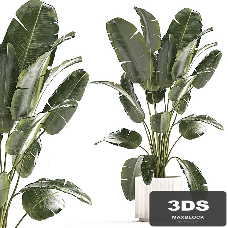 A beautiful interior plant in a modern flowerpot and a pot of banana palm, ravenala and strelitzia. 1242