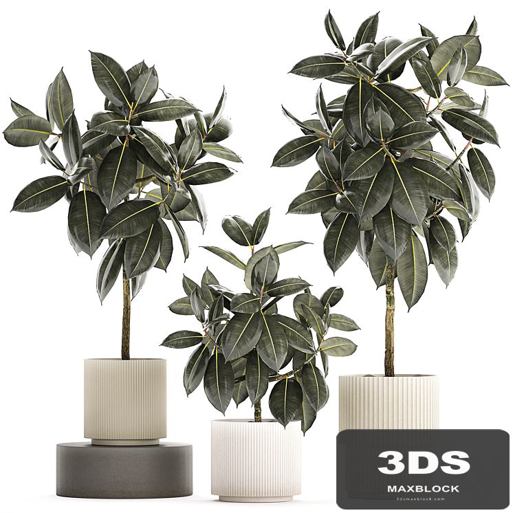 Beautiful tree in a pot Ficus rubbery, elastica, Ficus Abidjan, Ficus Robusta. Plant collection 1243