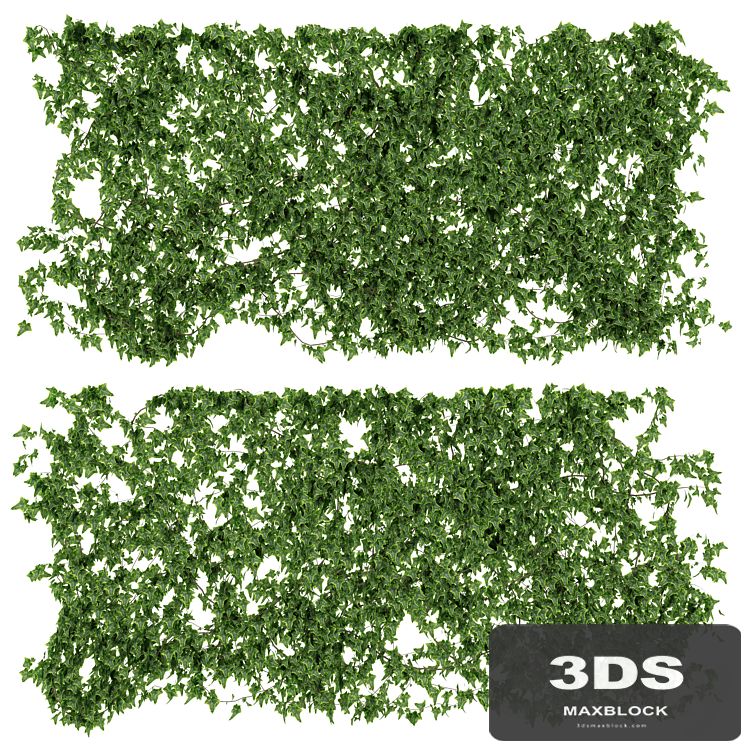 Wall of ivy leaves