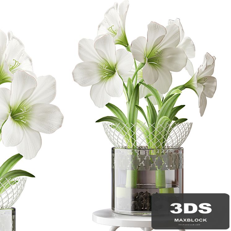 WHITE AMARYLLIS
