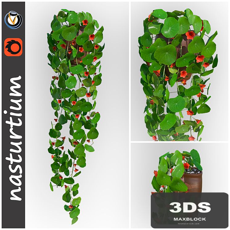 Nasturtium