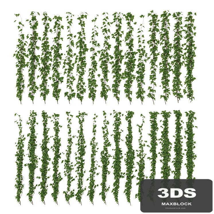Wall of ivy leaves