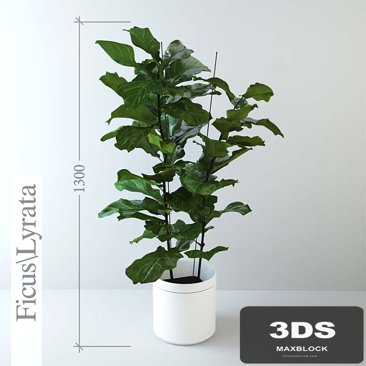 Ficus \ lyrate