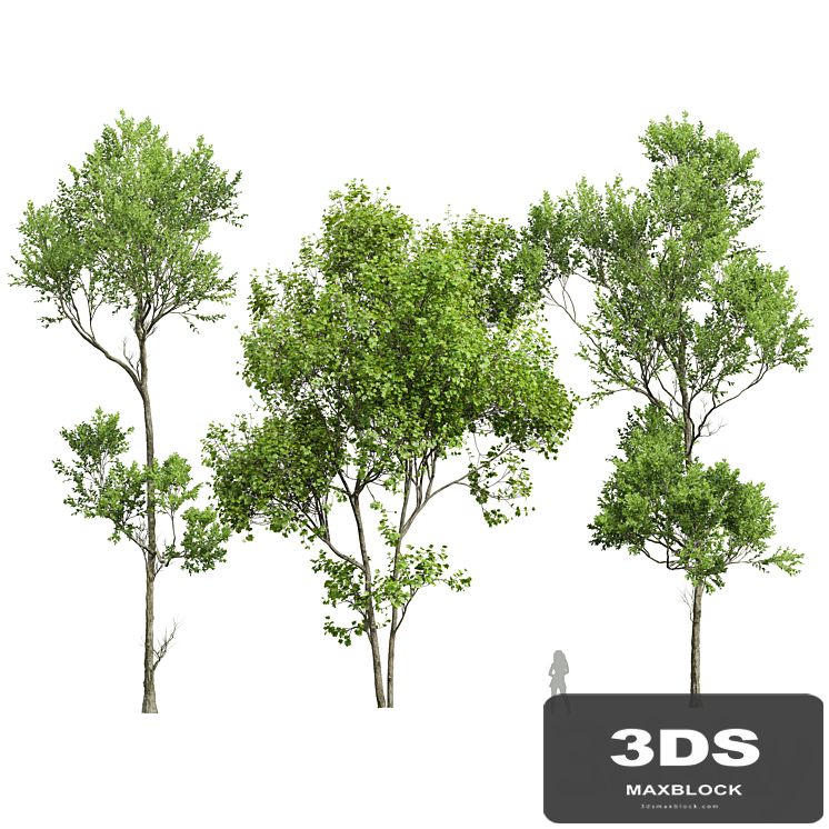 spring trees