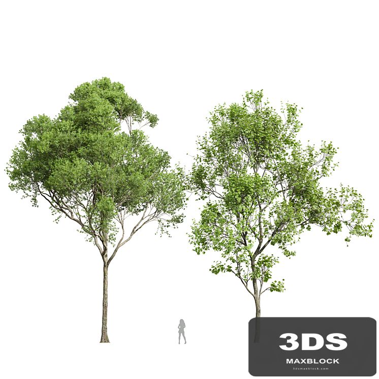 Acer Pseudoplatanus and Acer Saccharinum-2 spring trees