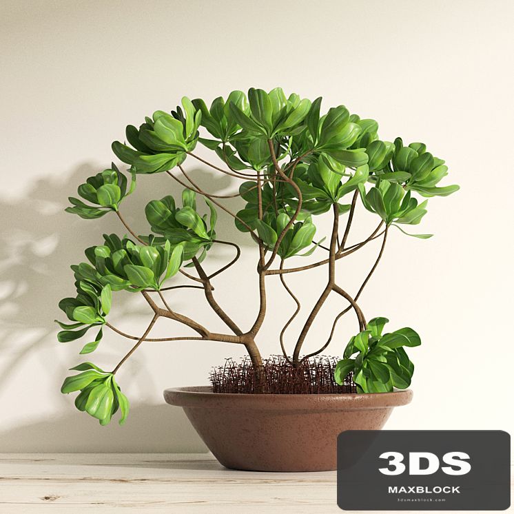 Adenium