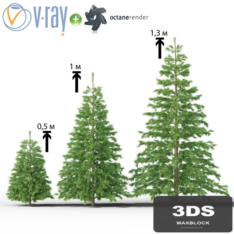 Young spruce