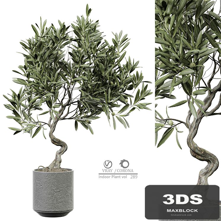 indoor Plant 289