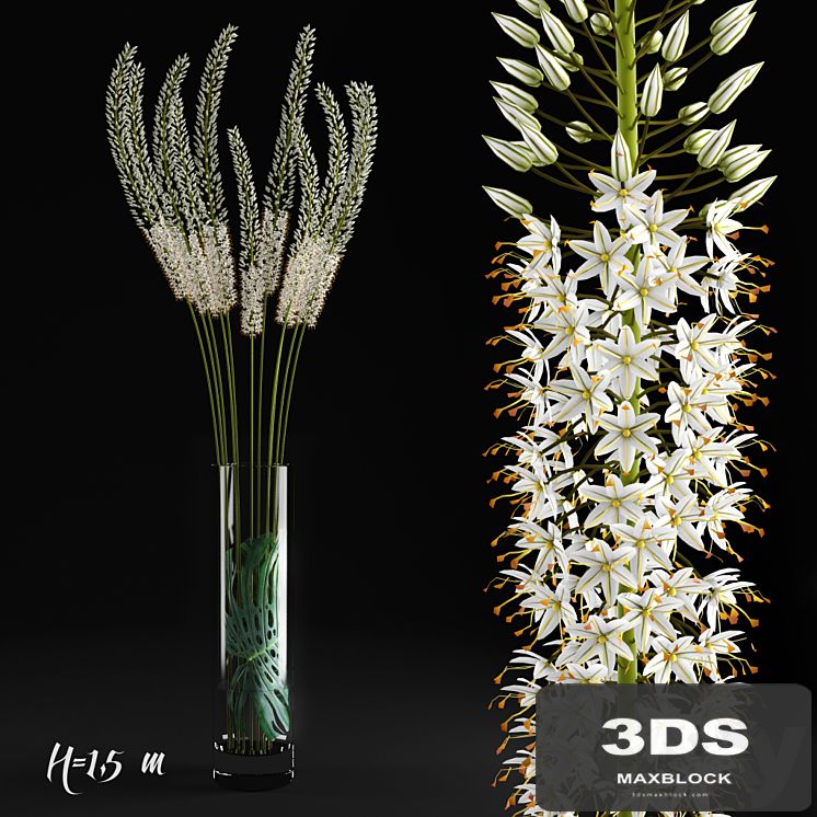 Eremurus / Eremurus