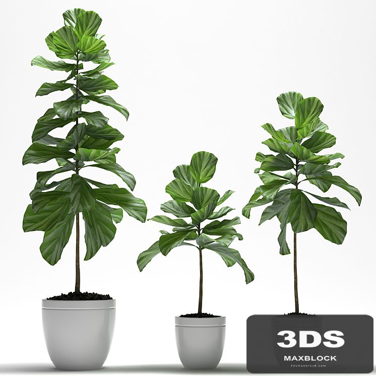 FIG PLANTS