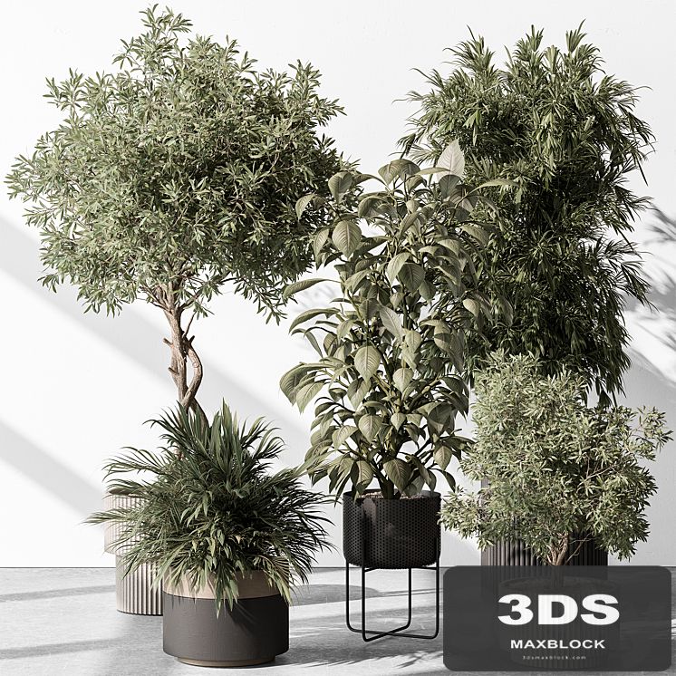 Indoor Plant 531 -Tree in Pot