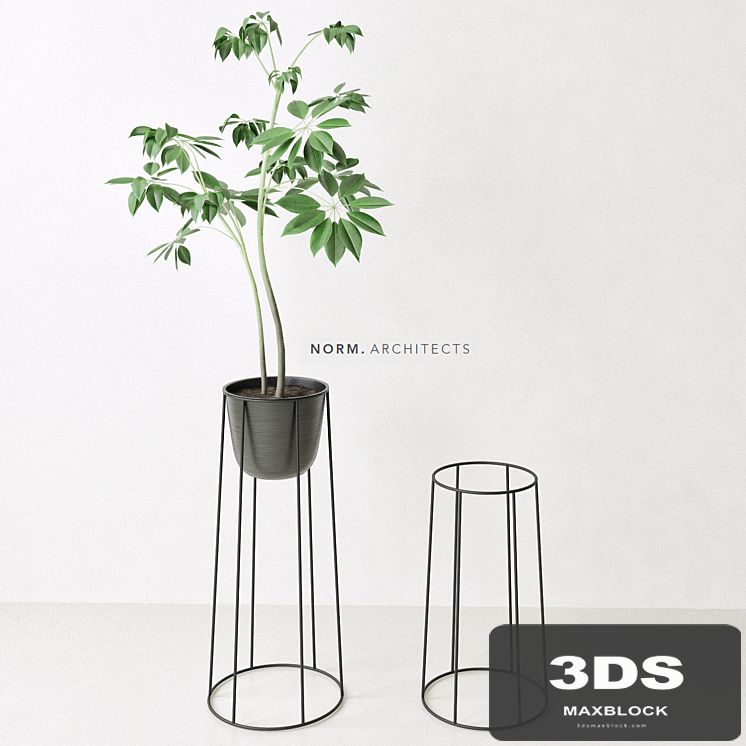 Plant ficus (Norm architects)