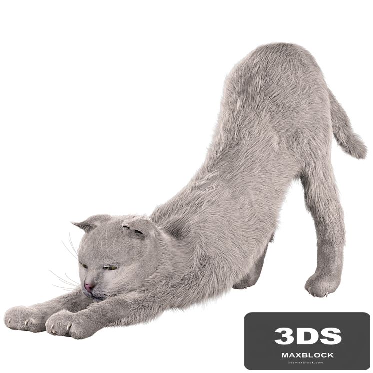 Cat Martin