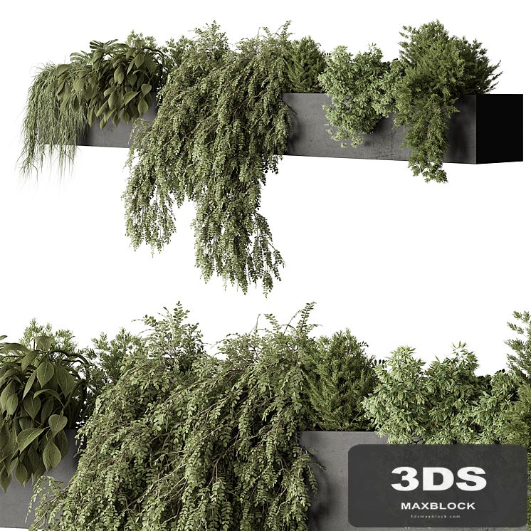 Outdoor Plant 546 - Hanging Plants