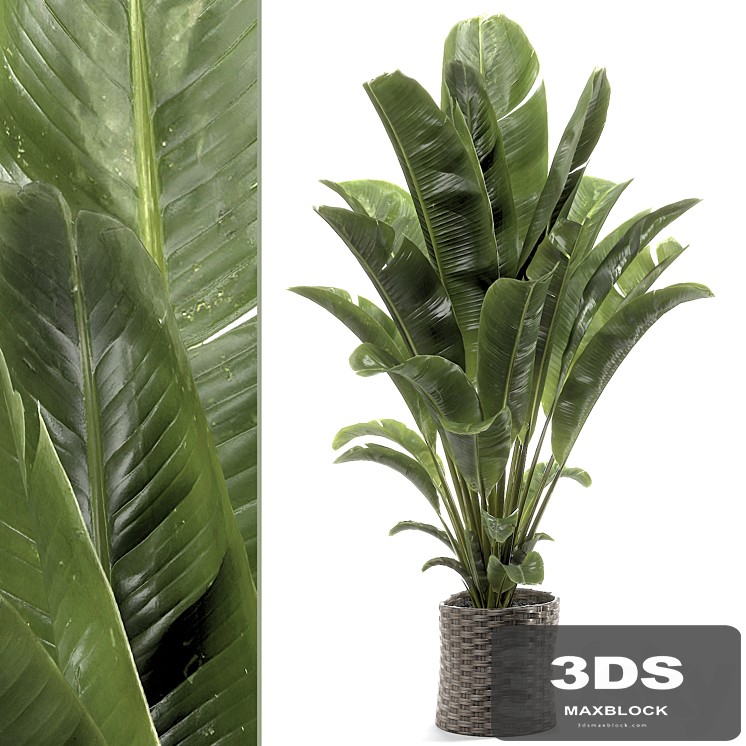 banana plant 012