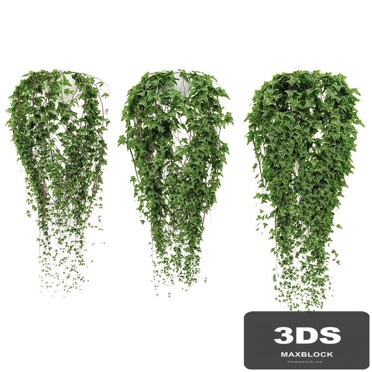 Ivy in pot