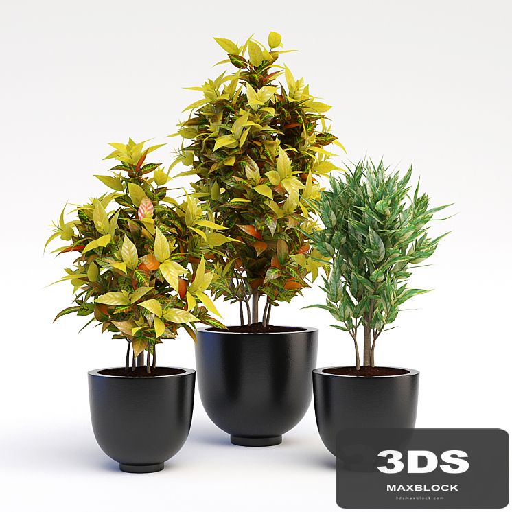 Codiaeum Variegatum