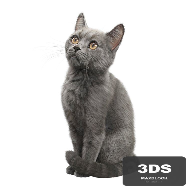 CAT FEDOR Corona