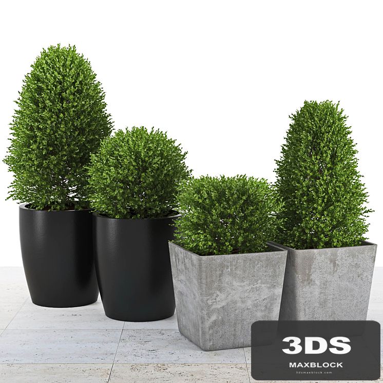 Collection of Plants 3