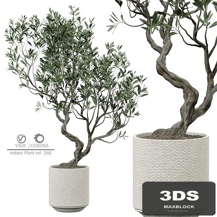 indoor Plant 346