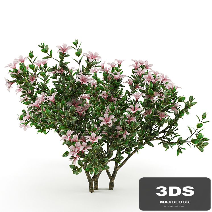 Serissa foetida flora