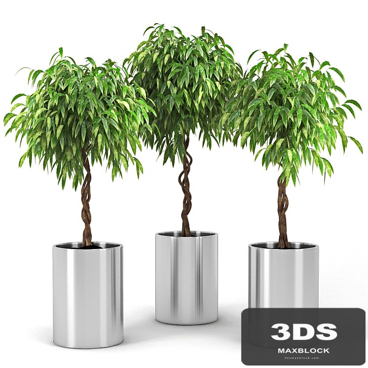 Ficus