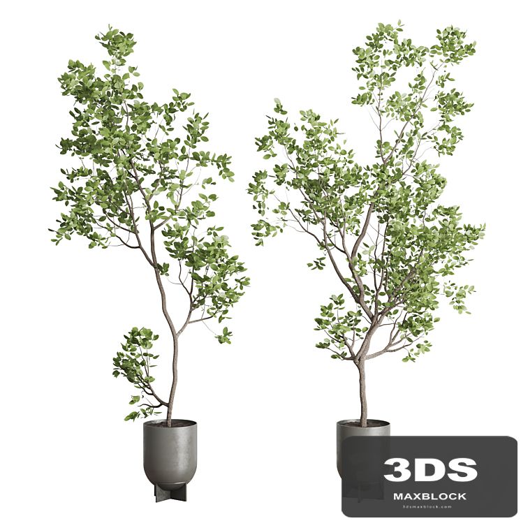indoor plant set 397 pot tree in a concrete dirt vase