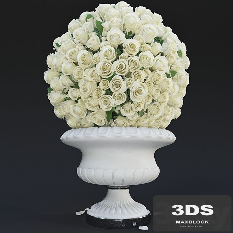 White Roses