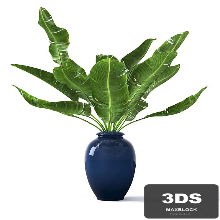 Tropical_2