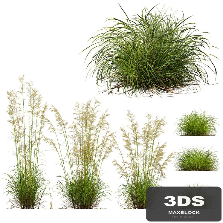 Celtica Gigantea Stipa Golden Oats and Carex Elata Aurea