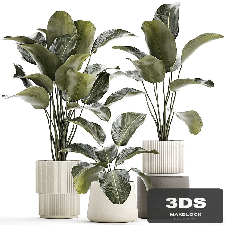 Exotic bush plants in a flower pot Calathea lutea, Strelitzia. set of plants 1317