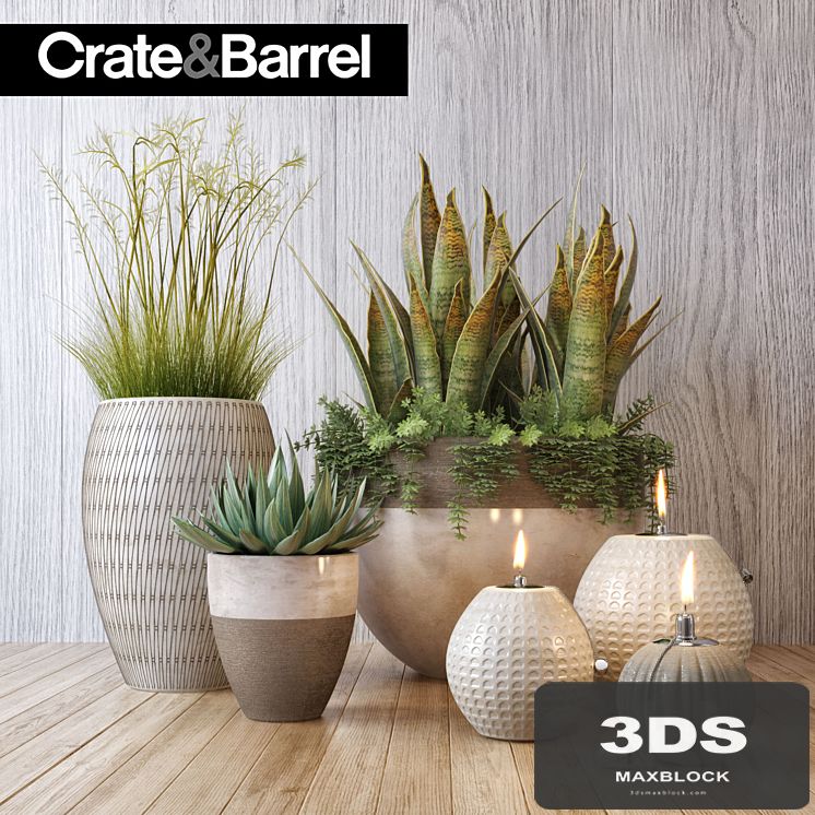 Crate&Barrel plant set