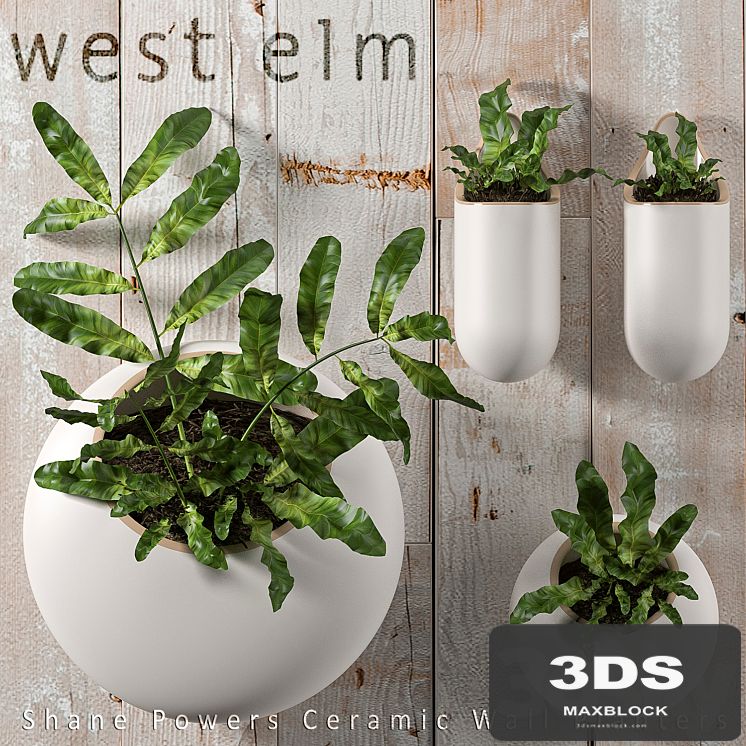 PLANTS 43