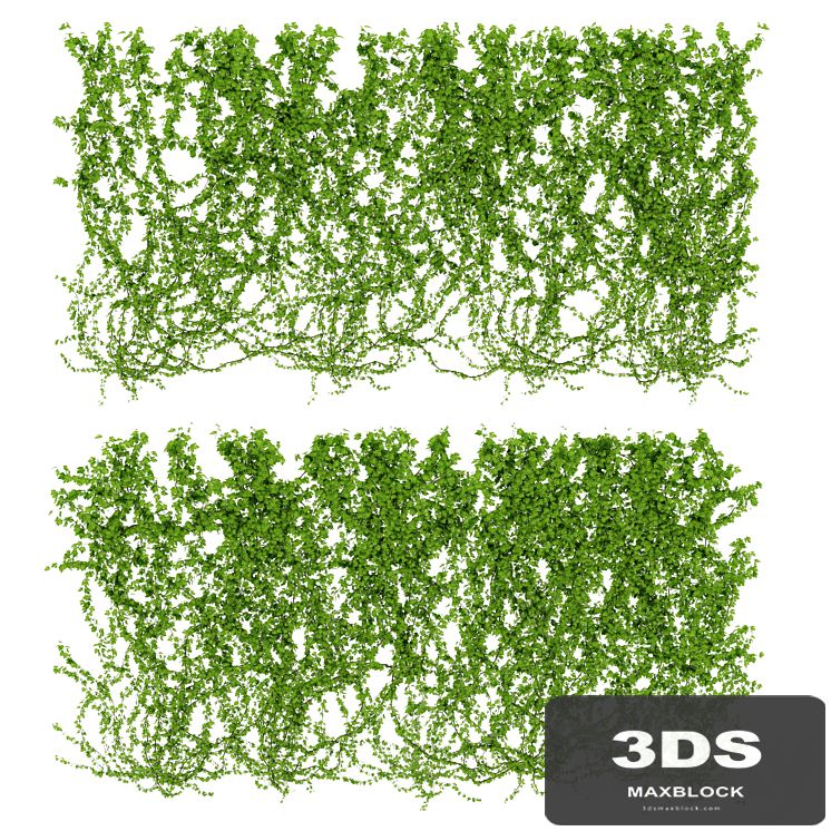Wall of wild grapes leaves. 2 products