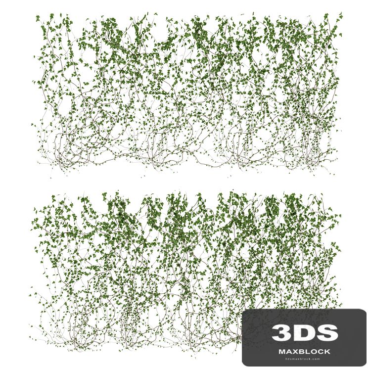 Wall of ivy leaves v3