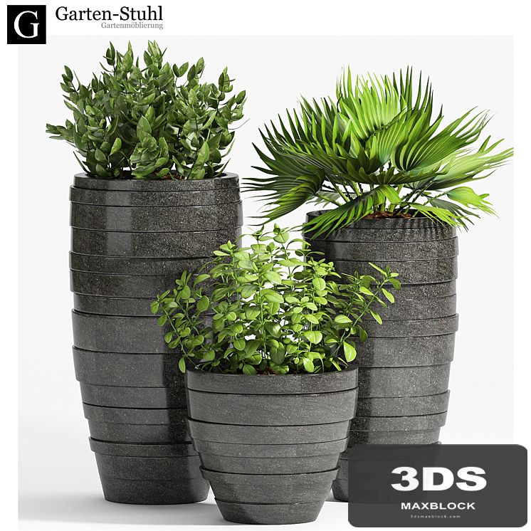 PLANT -31