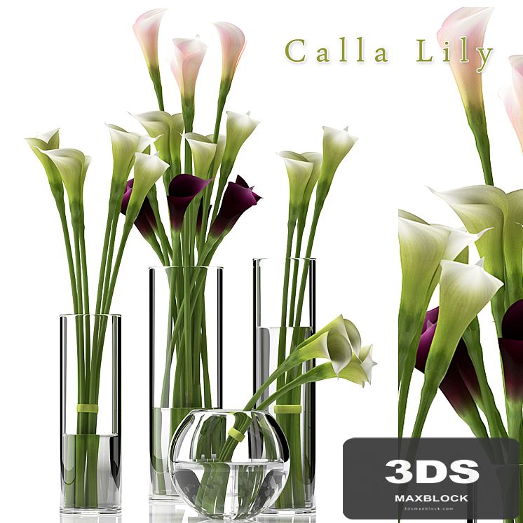 CALLA LILY 2