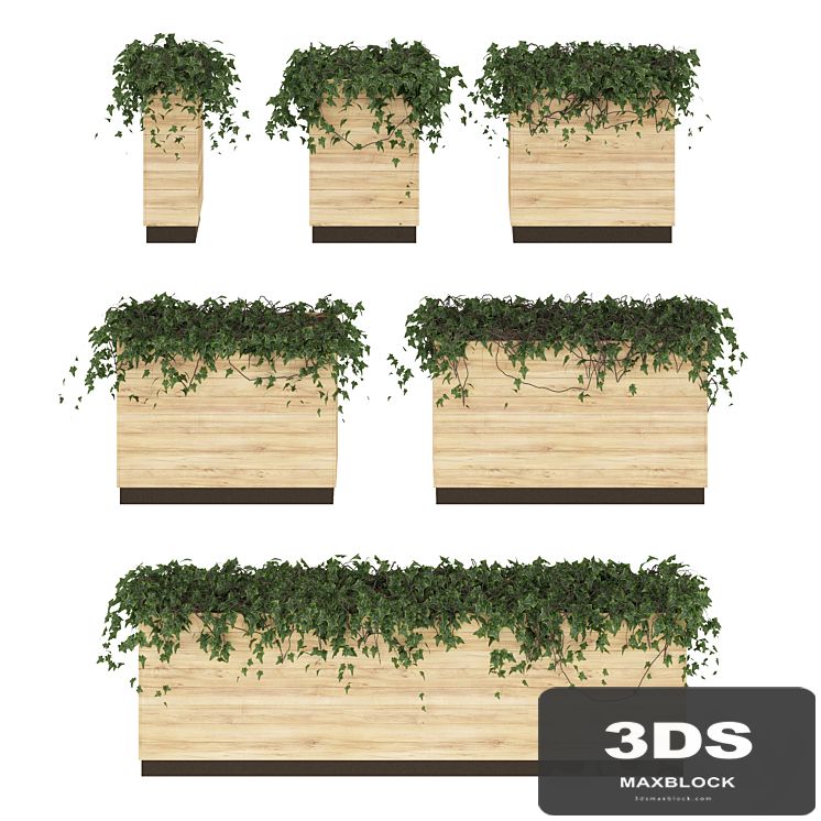 Ivy in pots. 6 Models