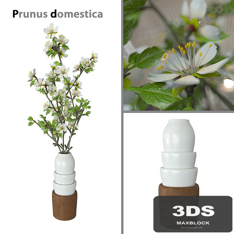 Prunus domestica