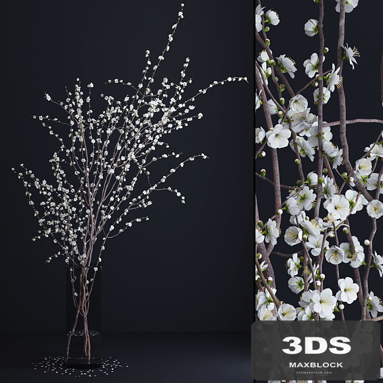Prunus White Blossom