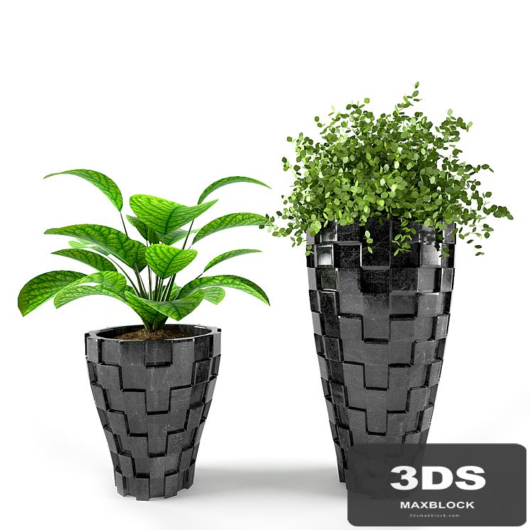 PLANT 02