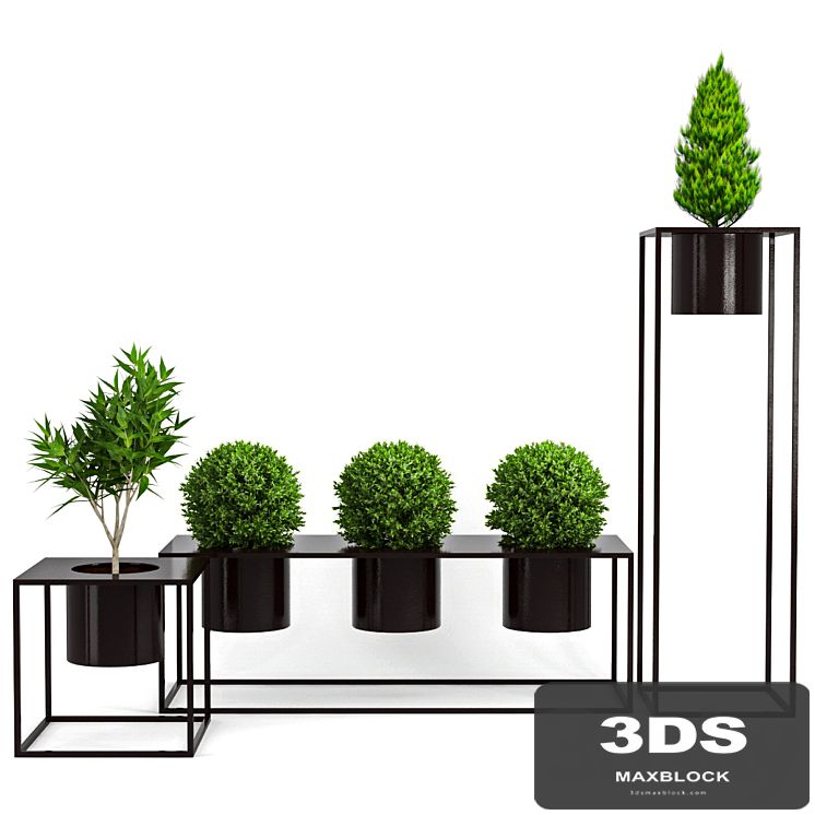 Box_Plant