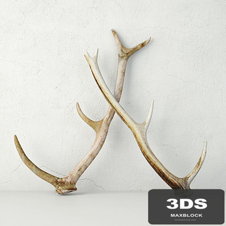 Naturally-Shed Deer Antlers
