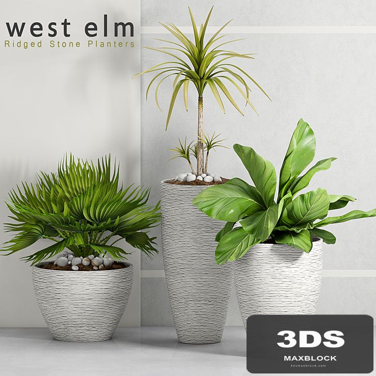 PLANT -34