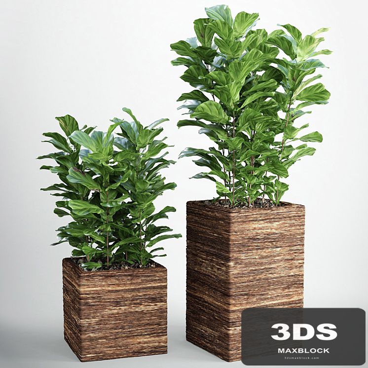 Ficus lyrata 3