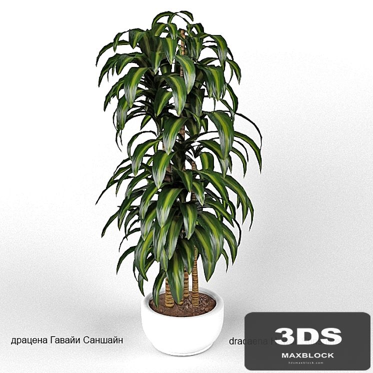 dracaena Hawaii Sunshine