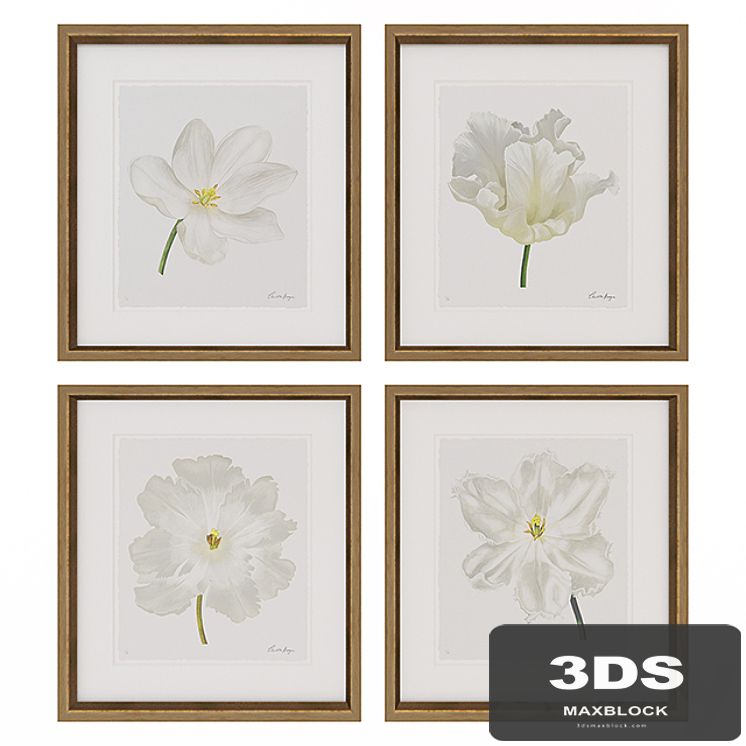 Charlotte Morgan White Watercolour Tulips
