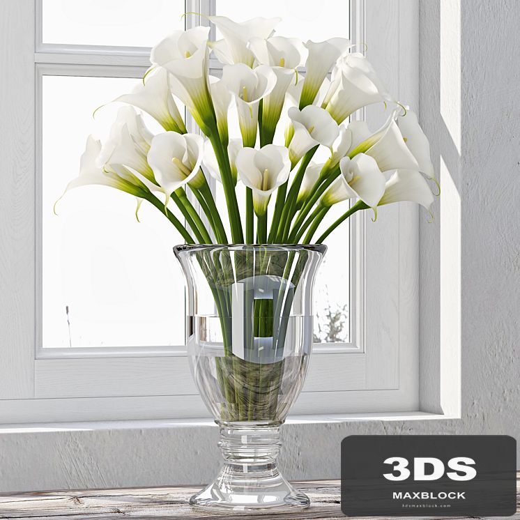 Calla Lily 4