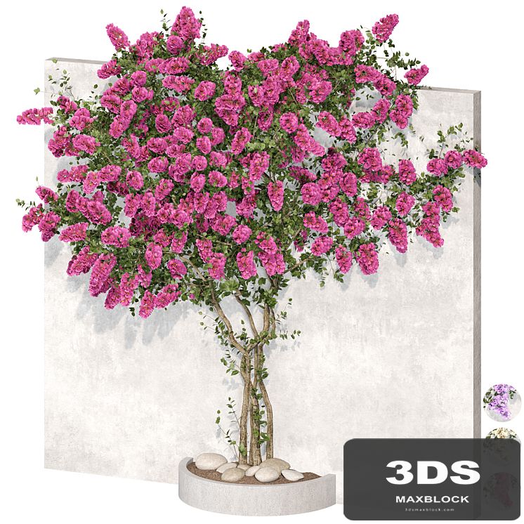 Bougainvillea plant 02