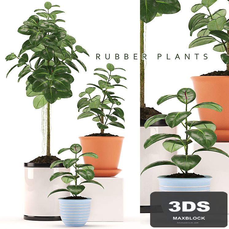 RUBBER PLANTS 47